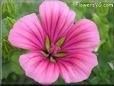 pink malope flower