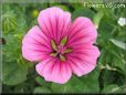 pink malope flower