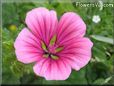 pink malope flower