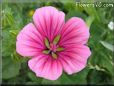 pink malope flower