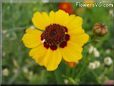 coreopsis daisy flower