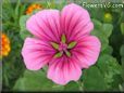 pink malope flower