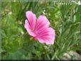 pink malope flower