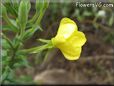 evening primrose flower