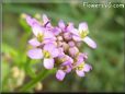 candytuft flowers