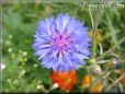 blue purple flower