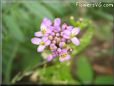 candytuft flowers
