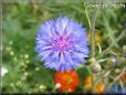 blue purple flower