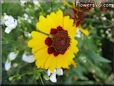 coreopsis daisy flower