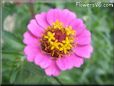 pink zinnia flower