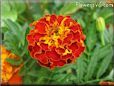 red marigold