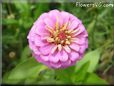 pink zinnia flower