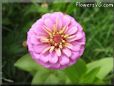 pink zinnia flower