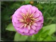 pink zinnia flower