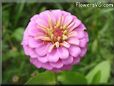 pink zinnia flower