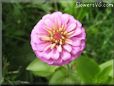 pink zinnia flower