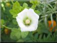 white lavatera flower