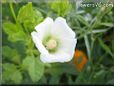 white lavatera flower