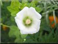 white lavatera flower