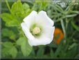 white lavatera flower