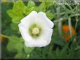 white lavatera flower