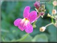 toadflax  pictures