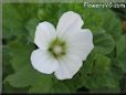 white lavatera flower