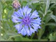 blue centaurea flower