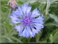 blue centaurea flower