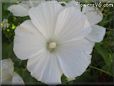 white lavatera flower