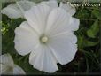 white lavatera flower