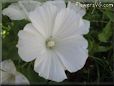 white lavatera flower