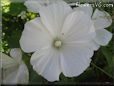 white lavatera flower