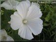 white lavatera flower