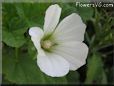 white lavatera flower