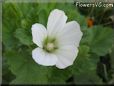 white lavatera flower