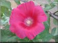 red hollyhock flower