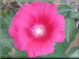 red hollyhock flower