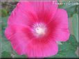 red hollyhock flower