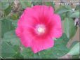 red hollyhock flower
