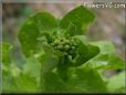  lettuce seedhead