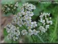 white yarrow flower