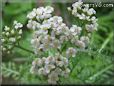 white yarrow flower