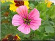 pink malope flower