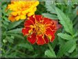 red marigold flower