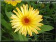 yellow african daisy flower
