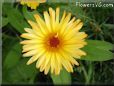 yellow african daisy flower