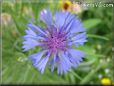 blue purple flower