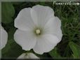 white lavatera flower