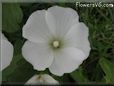 white lavatera flower